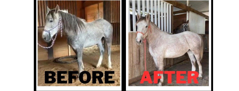 Stricker Sunshine Rescue Ranch