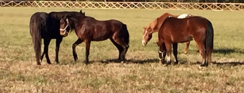 Penderosa Rescue & Sanctuary