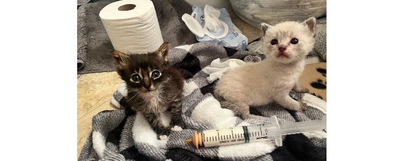 The POUNCE Alliance