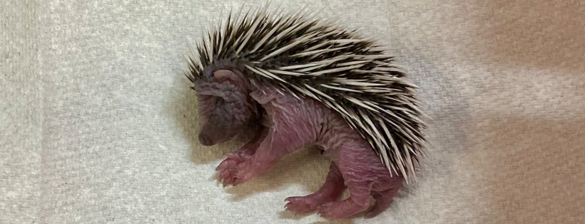Prickly Edge Hedgehog Rescue C.I.C