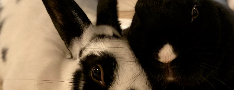 House Rabbit Society of Chicago