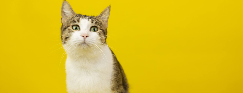 The Country Cattery