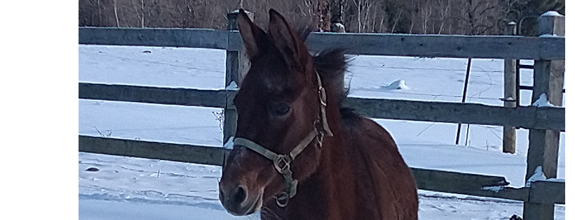 Tammy Schmierer,  Windy River Farms , small horse rescue