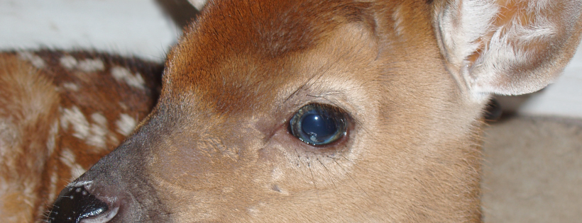 Forest Animal Rescue by Peace River Refuge & Ranch