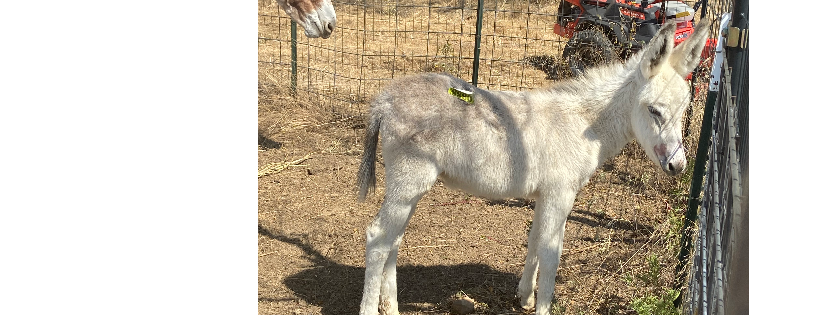 Red orchard animal rescue