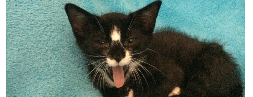 Freya's Cat Rescue