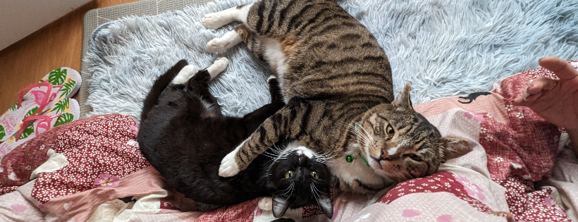 Kitten Rescue 101