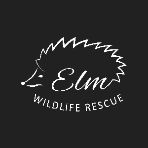 ELM Wildlife Hedgehog Rescue & Rehabilitation