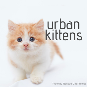 Urban Kittens Rescue Group