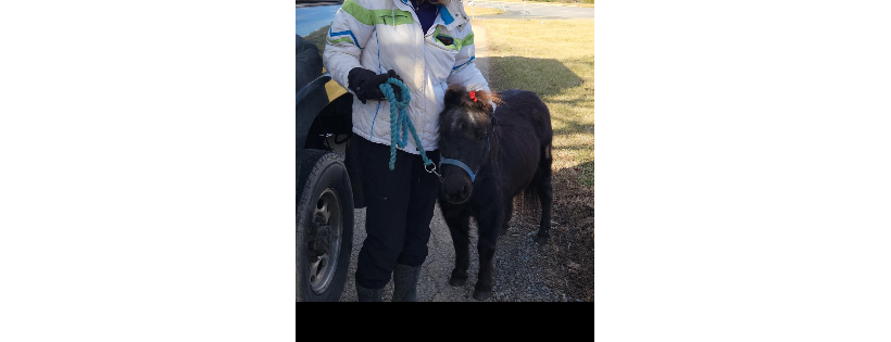 Omega Horse Rescue