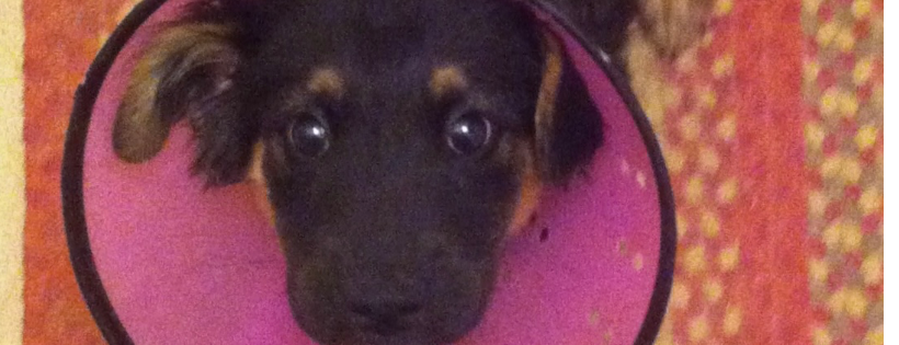 Mercer Animal Rescue