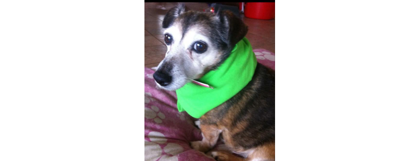 Littlehill Animal Rescue & Sanctuary