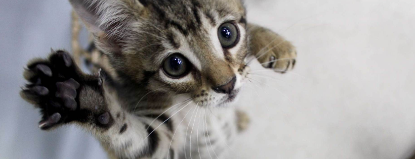 Saving Animals Matters
