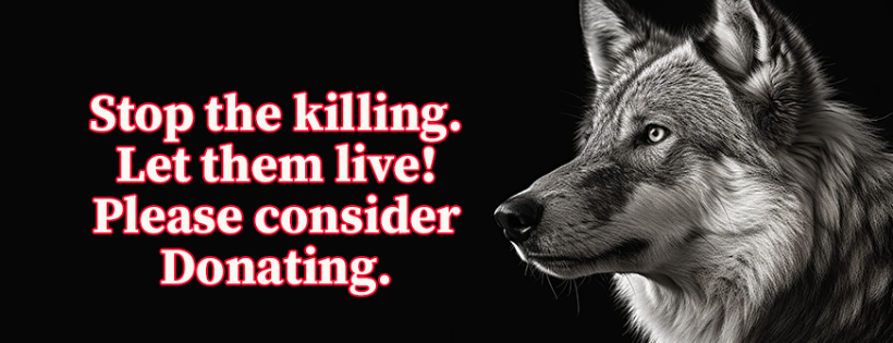 Wolves of the Rockies