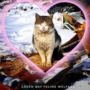 Green Bay Feline Welfare