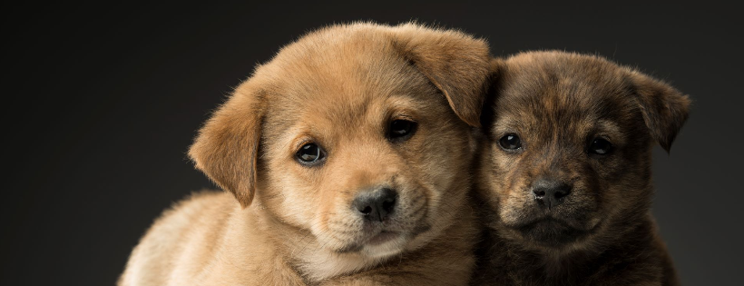 Hope for Paws