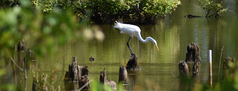 Chesapeake Wildlife Heritage, Inc.