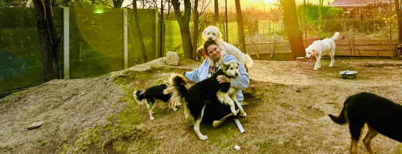 Paw project UK