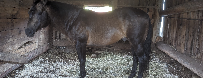 Crane Mountain Valley Horse Rescue inc
