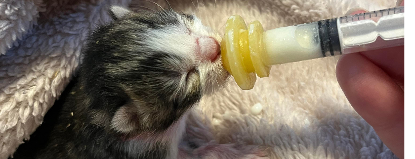Billy the Kidden Rescue