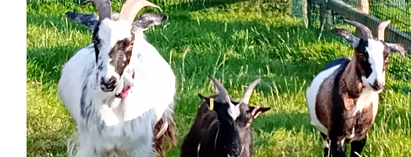 Hensell Goat Rescue Care Farm Sutton on Sea