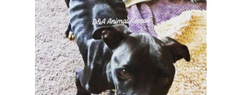 D&A Animal Rescue