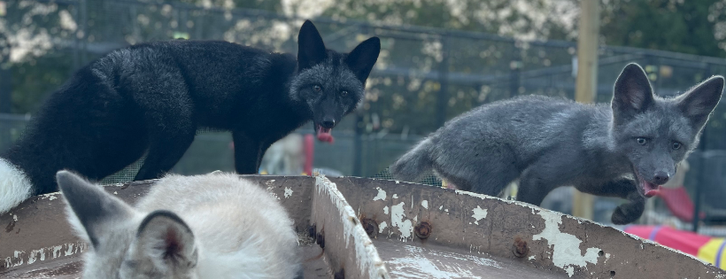 Clevyr Creatures Fox Sanctuary