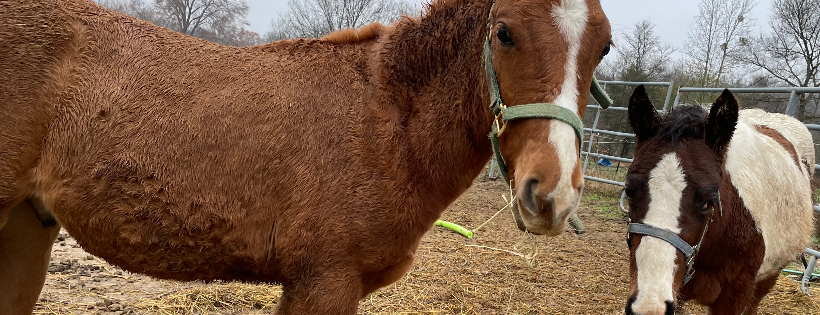 Second Chance Stables Inc