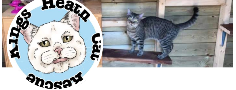 Kings Heath Cat Rescue