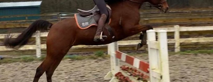 BC Standardbred Horse Adoption society