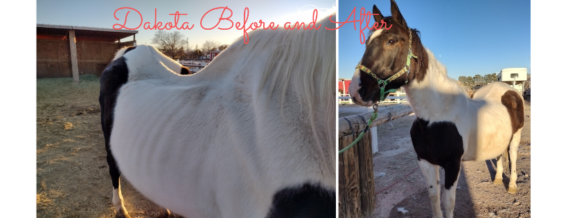 Perfect Harmony Animal Rescue and Sanctuary