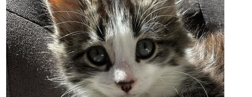 PussN Boots Kitten rescue