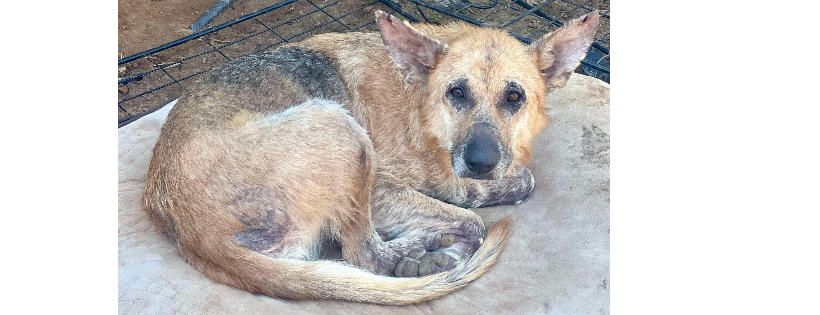 Second Start Rescue