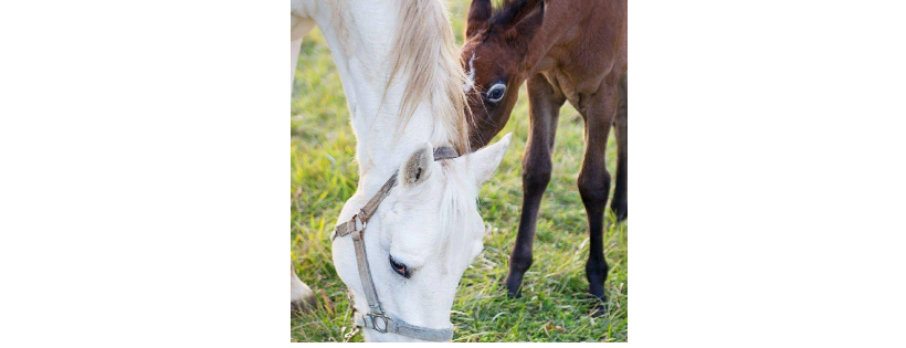 FarmYard Rescue And Rehabilitation