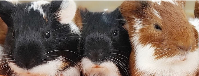 Los Angeles Pet Rescue