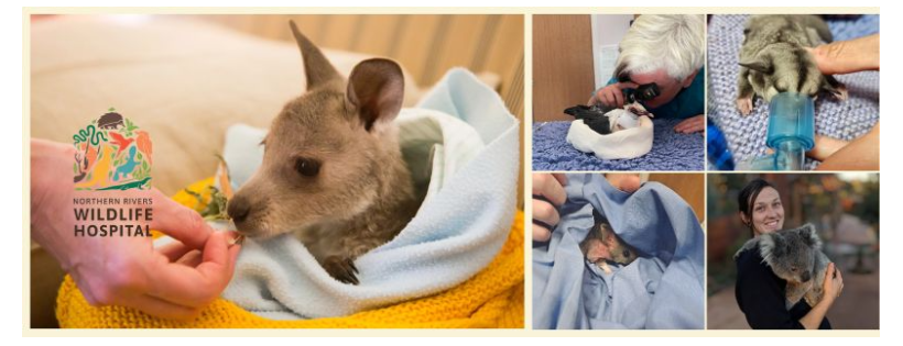 Northern Rivers Wildlife Hospital