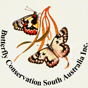 Butterfly Conservation SA Inc