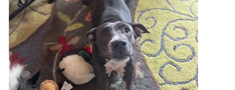 Peppy Pet Rescue