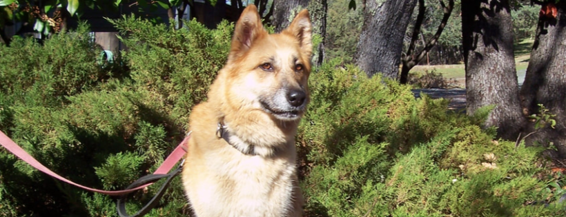 El Dorado County German Shepherd Rescue