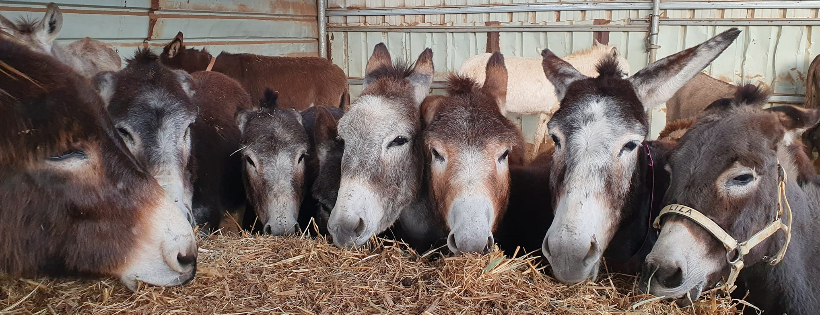 Lucy‘s UK Donkey Foundation
