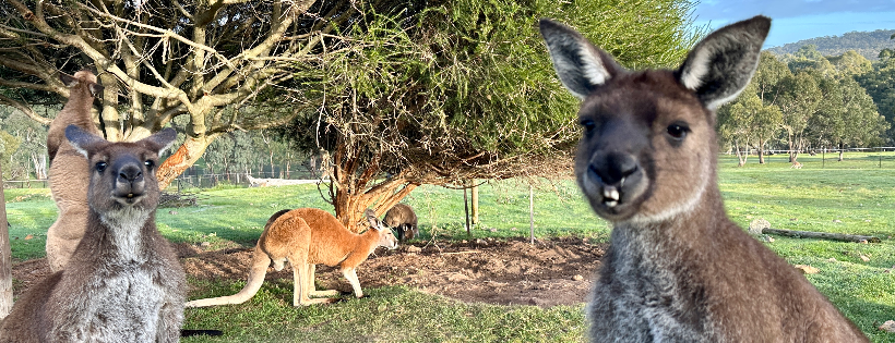 Kangaroo Pouch Animal Orphanage