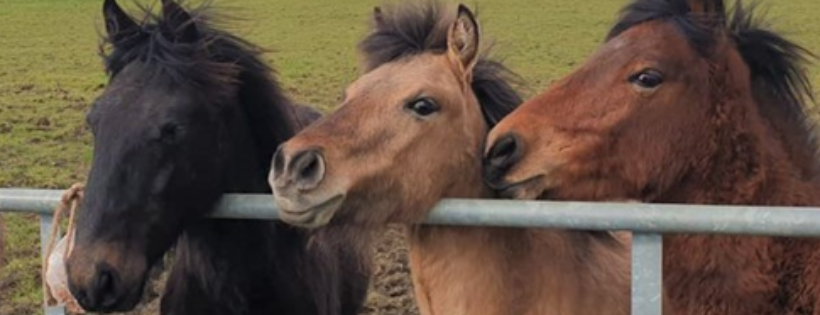 HorseWorld