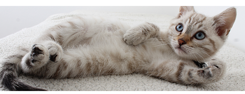 CatRescue901 Ltd