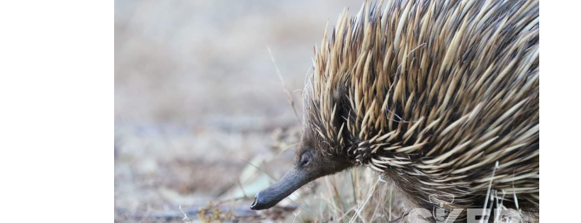 Southern Koala and Echidna Rescue ltd
