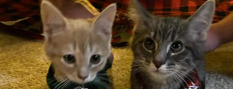Renko Animal Shelter