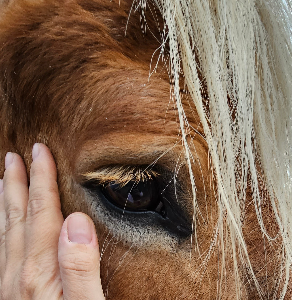 Scarlets Grace Horse Sanctuary Logo