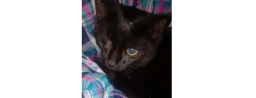 Furget me Not Bay d'Espoir Kitty Rescue Group