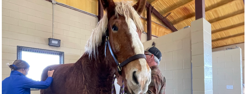 Legacy Ranch and Rescue inc.