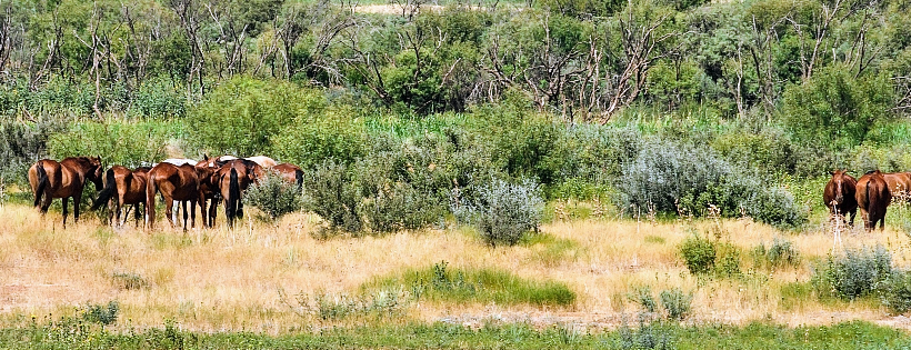 Whispering Winds Equine Rescue
