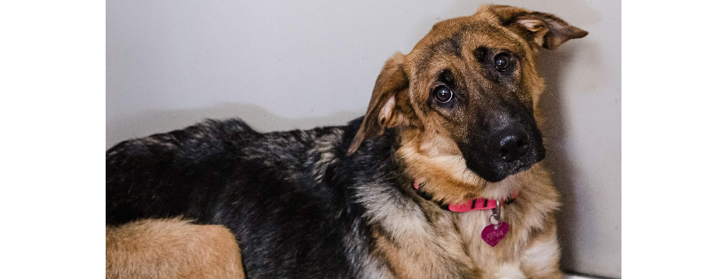 For Belles Sake rescue
